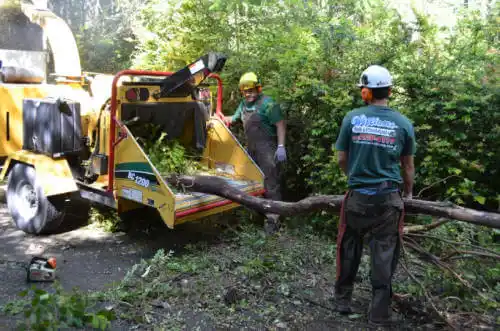 tree services Deerfield Beach